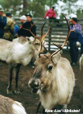 Poroja erotusaidassa